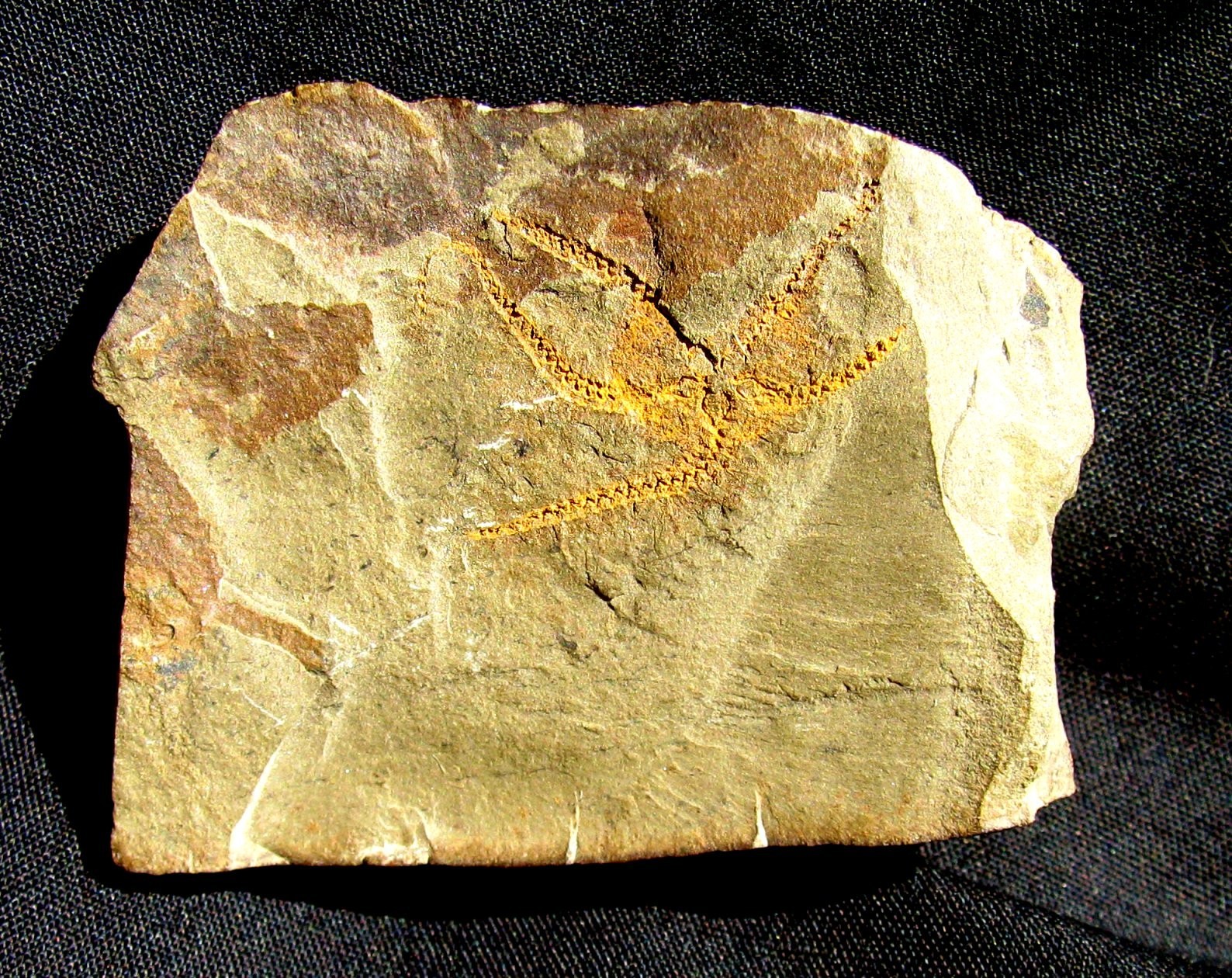 KILLER 5-ARMED TAENIASTER BRITTLESTAR FOSSIL FROM SWATARA GAP - FABULOUS DETAIL!