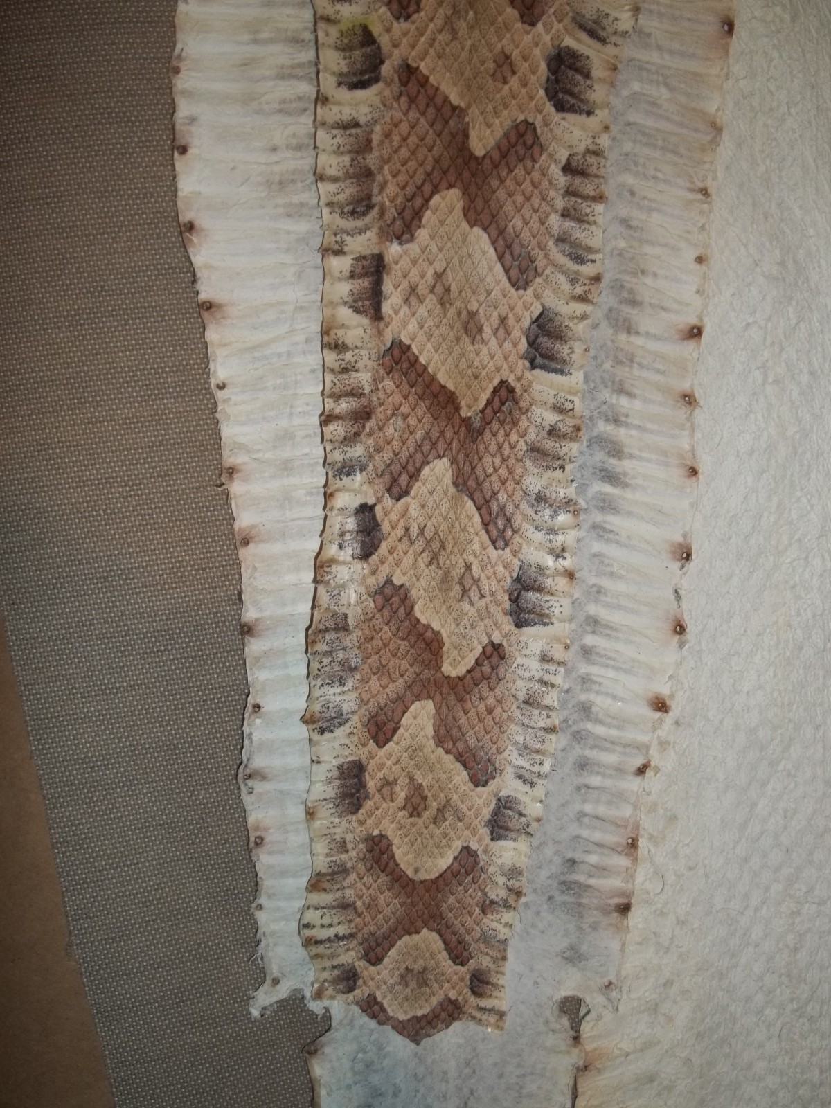 Tanned Copperhead skin 3" X 26" "Agkistrodon contortrix"