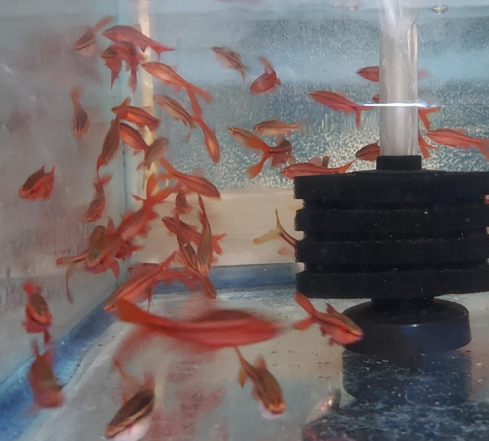4 BEAUTIFUL LONG FIN CHERRY BARB UNSEXED (Puntius titteya)