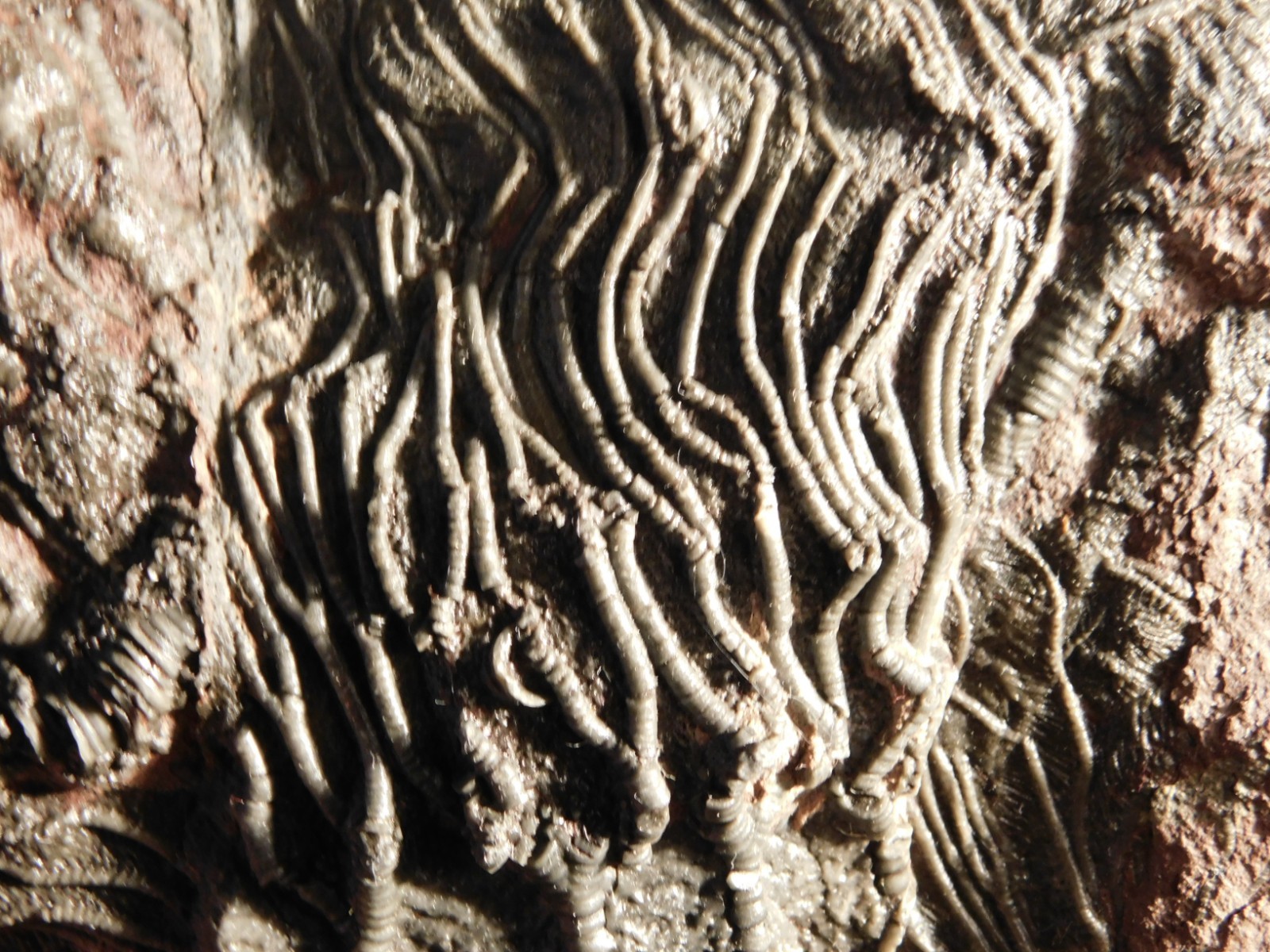Nice! 430 Million Year Old! CRINOID Fossil or Sea LILY Fossil Morocco 838gr
