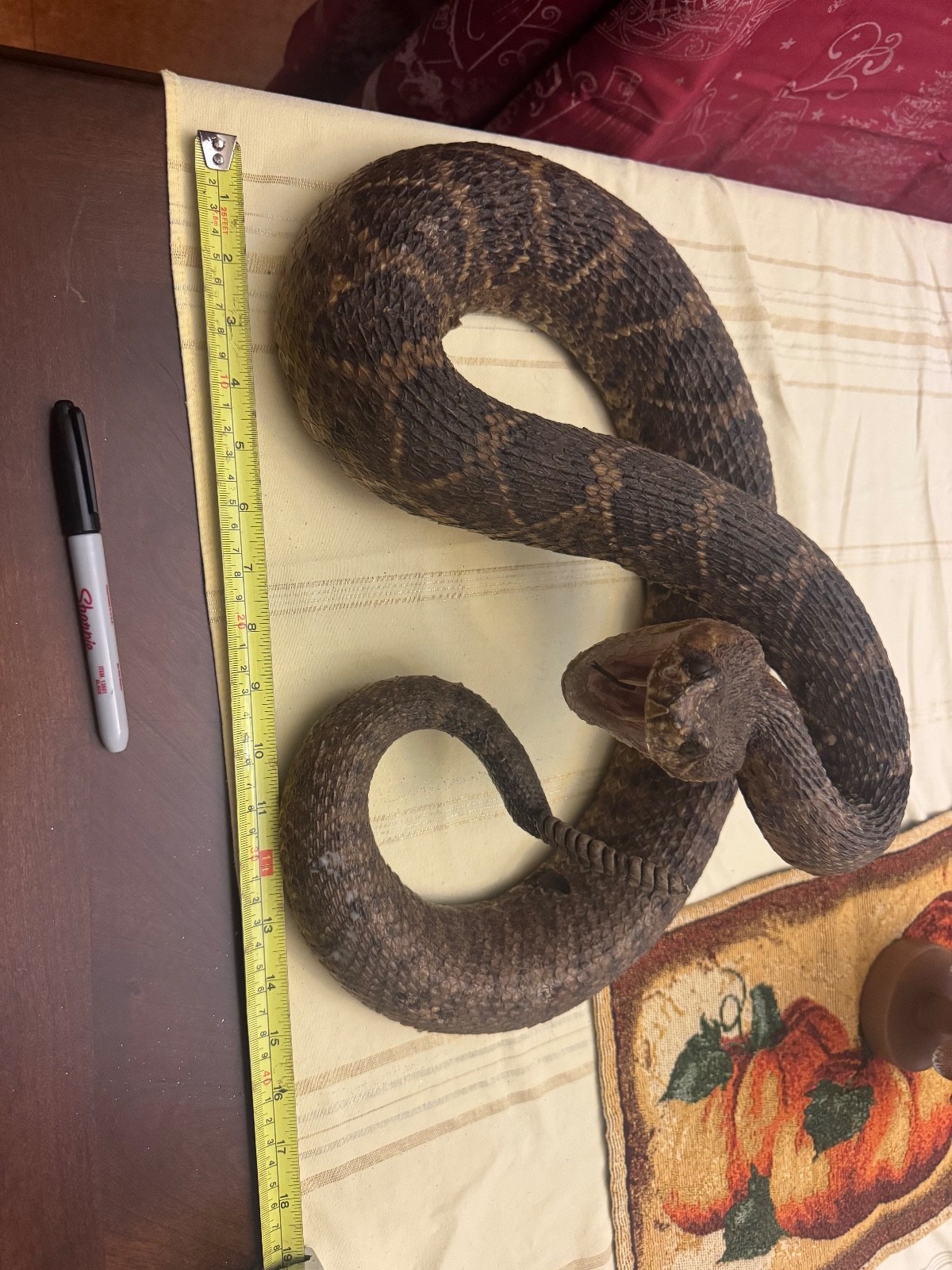 Vintage 53” eastern diamondback rattlesnake taxidermy mount Crotalus adamanteus