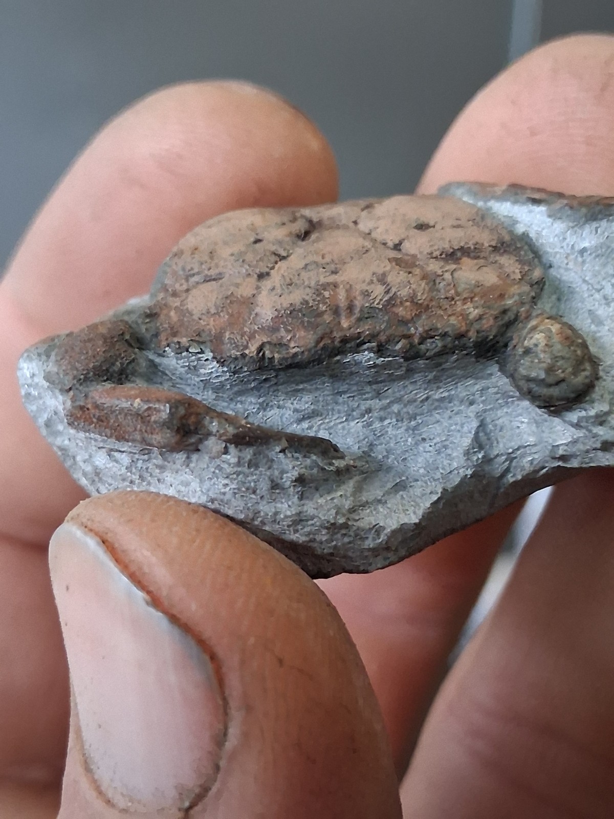 Branchioplax Crab Fossil Specimen Washington State