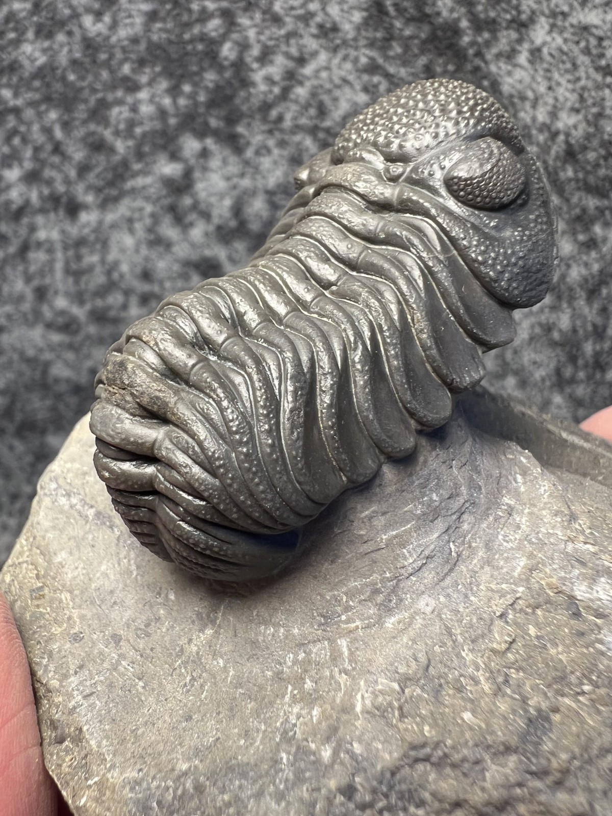 Moroccops sp. Trilobite Fossil – Attractive Collector Specimen