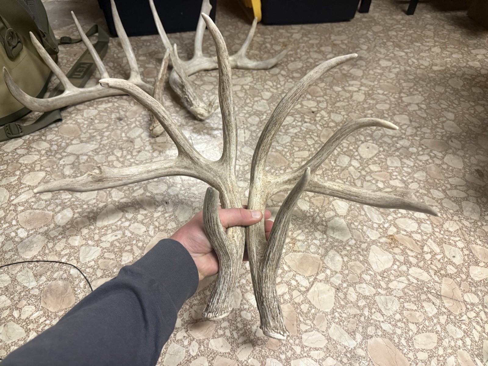 3 Whitetail Antler Shed Sets