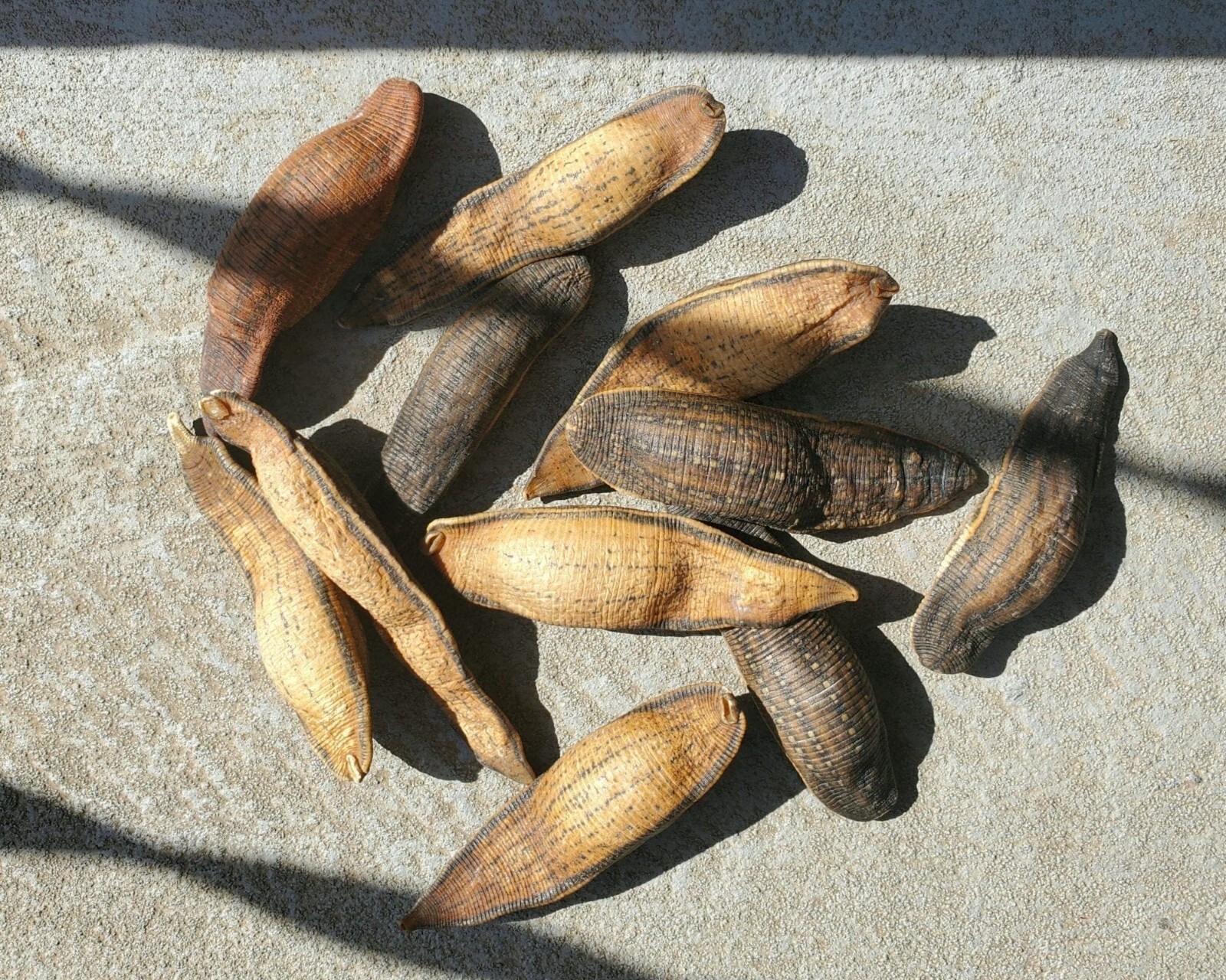 X3 Leeches, Dried Real Leech, Oddities, Macrobdella decora