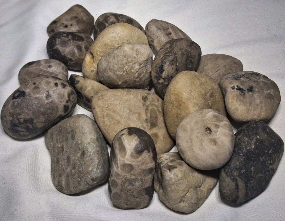Michigan Petoskey Stone Lot 2 Pound Unpolished Natural Great Lakes Fossil Coral