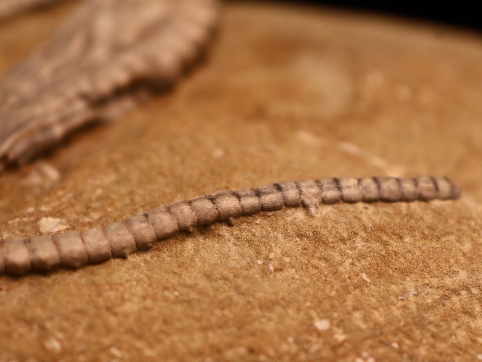 Wound Up Fossil Crinoid, Crawfordsville, IN