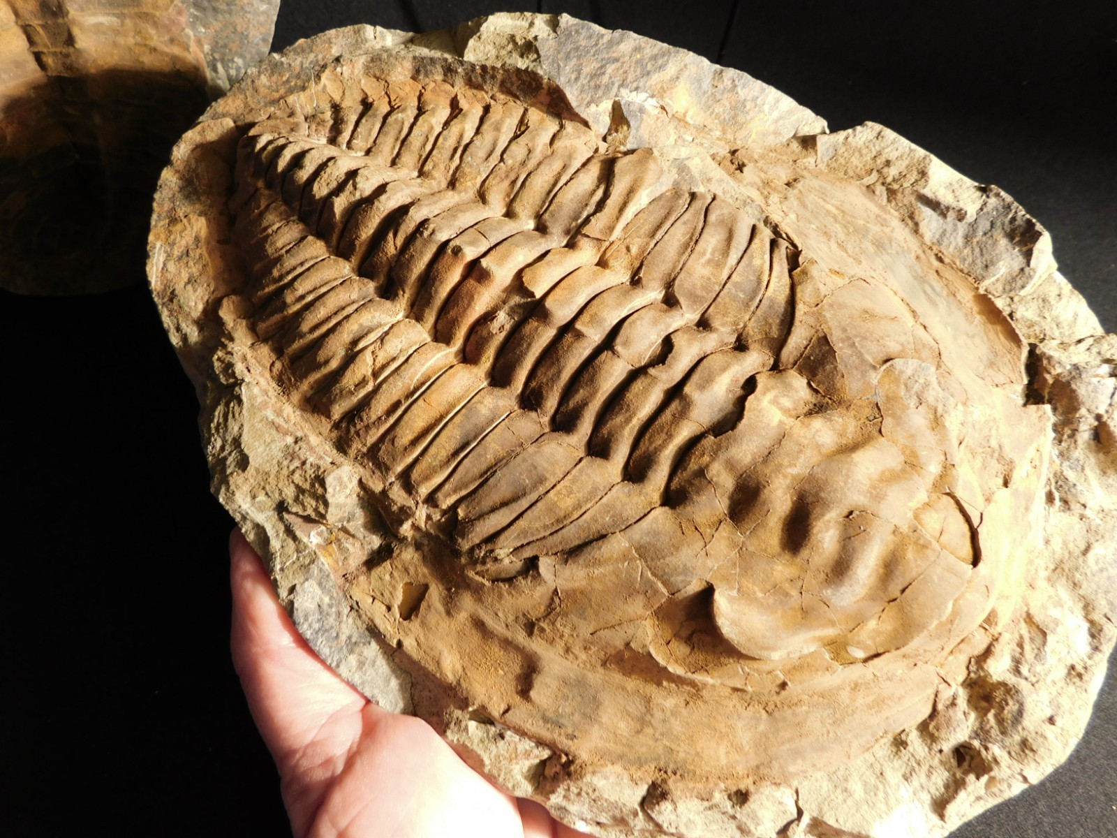 HUGE! 530 Million Year OLD! Andalusiana Trilobite Fossil Anif Morocco 3242gr