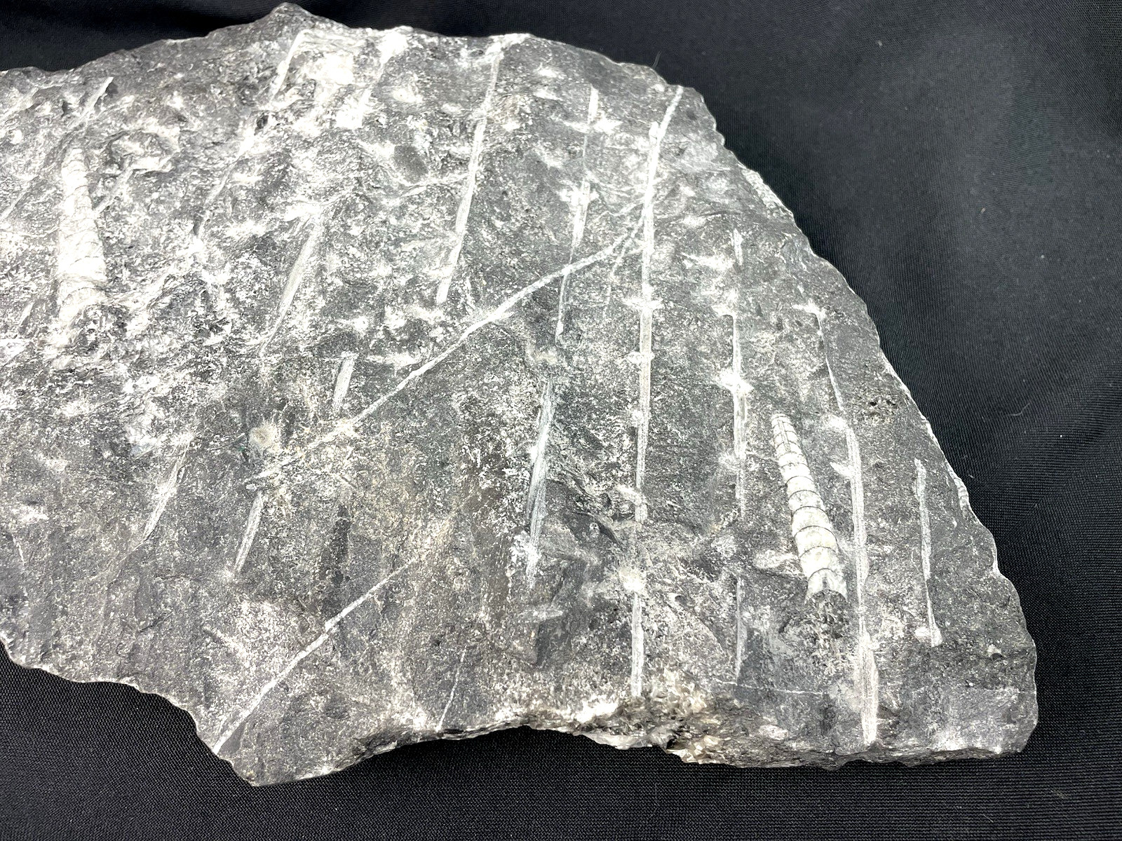 10 lbs Block of Polished Petrified Sea Life Fossil Devonian Orthoceras 9" x 12"