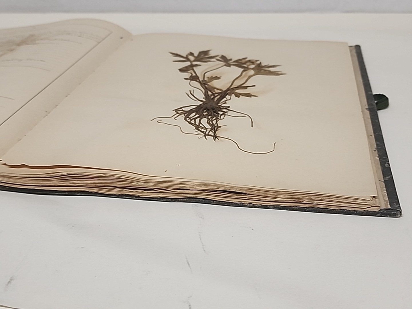 Antique HERBARIUM AND PLANT DESCRIPTIONS Meier Ginn And Company Complete 1907