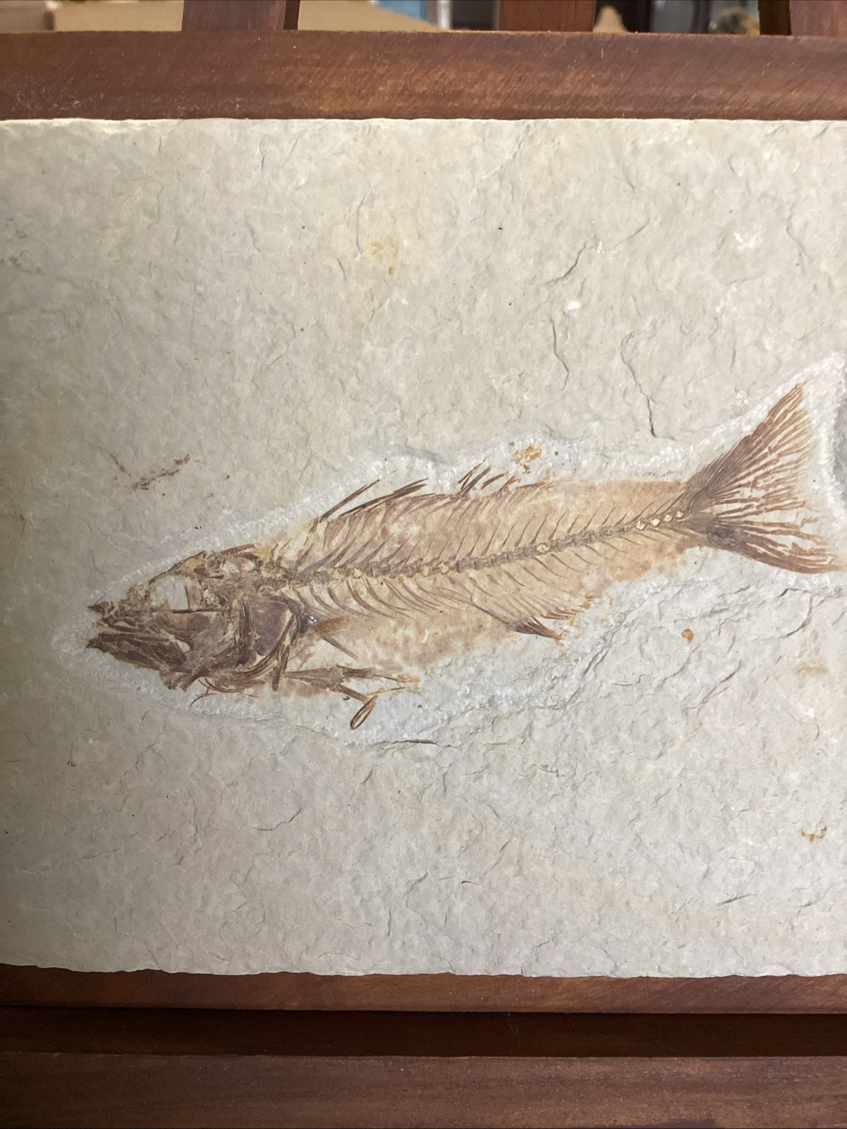 EXTREMELY RARE Fossil Fish EOHIODON HIODON FALCATUS Green River Fish 7x5