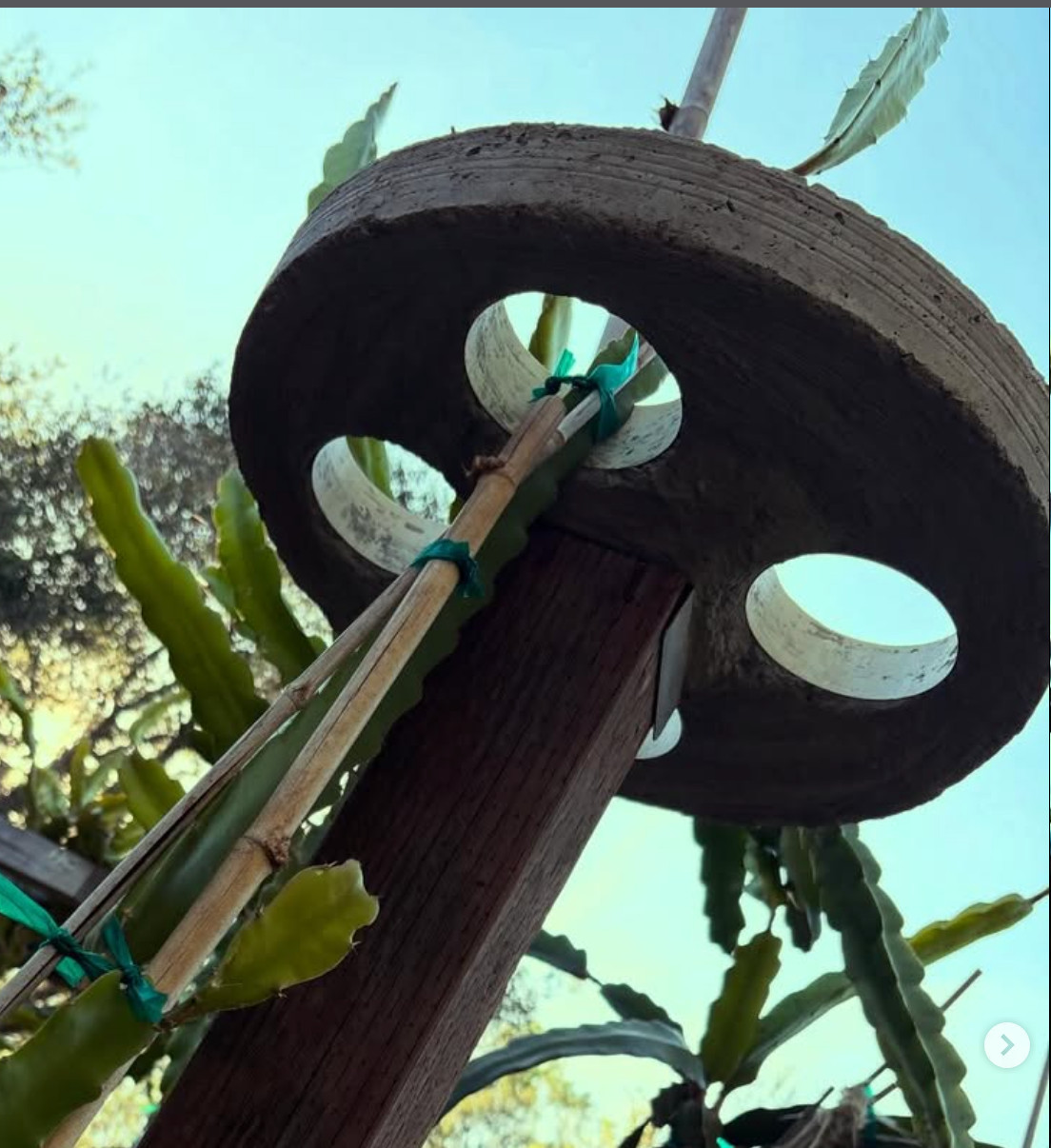 Dragon Fruit Trellis Topper with FREE LED SOLAR LIGHT Screw Direct to 4x4 Post