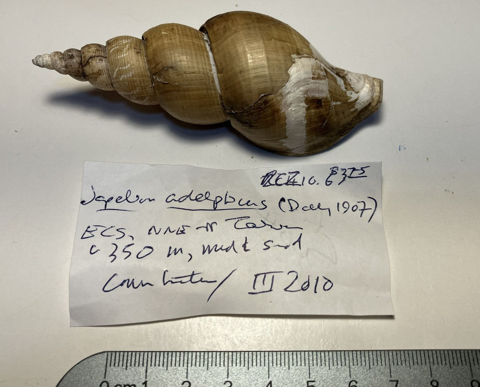 Japelion adelphicus (Dall, 1907).  Great Shape.  Taiwan, east china sea. 100 mm