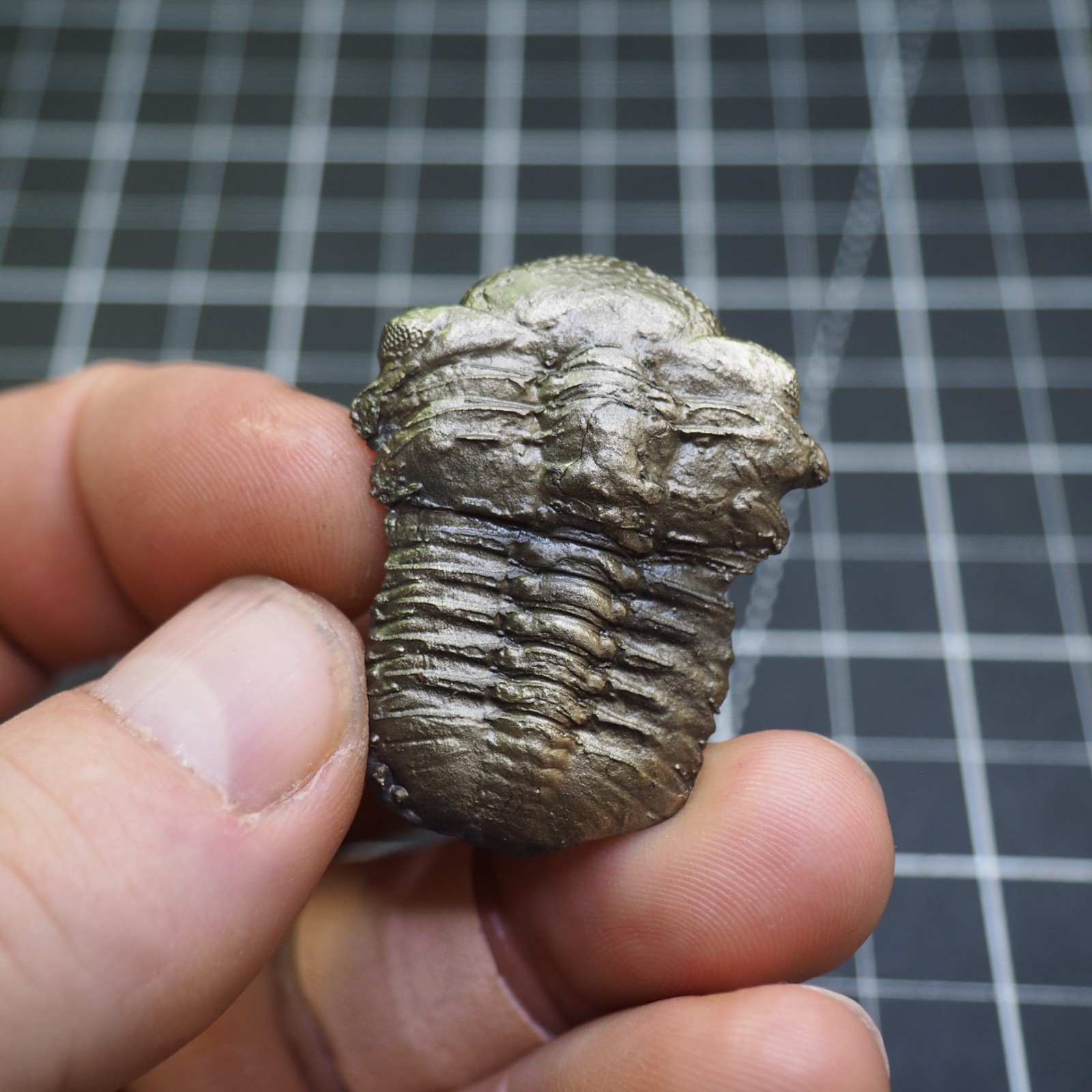 Chotecops ferdinandi Pyrite Trilobite Bundenbach Germany Fossil Devonian