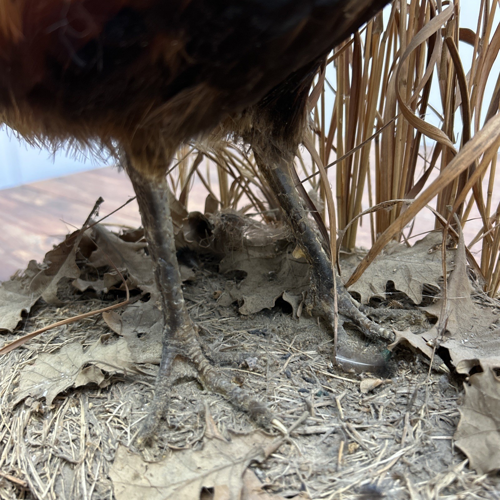 Ringneck Rooster Pheasant Taxidermy Standing Mount Habitat Base Foliage