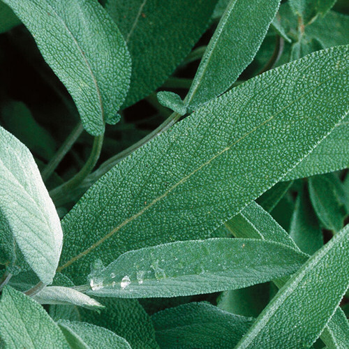 Extrakta Sage Seeds | Heirloom / Non-GMO | Free Shipping | Herb Seeds | 1168