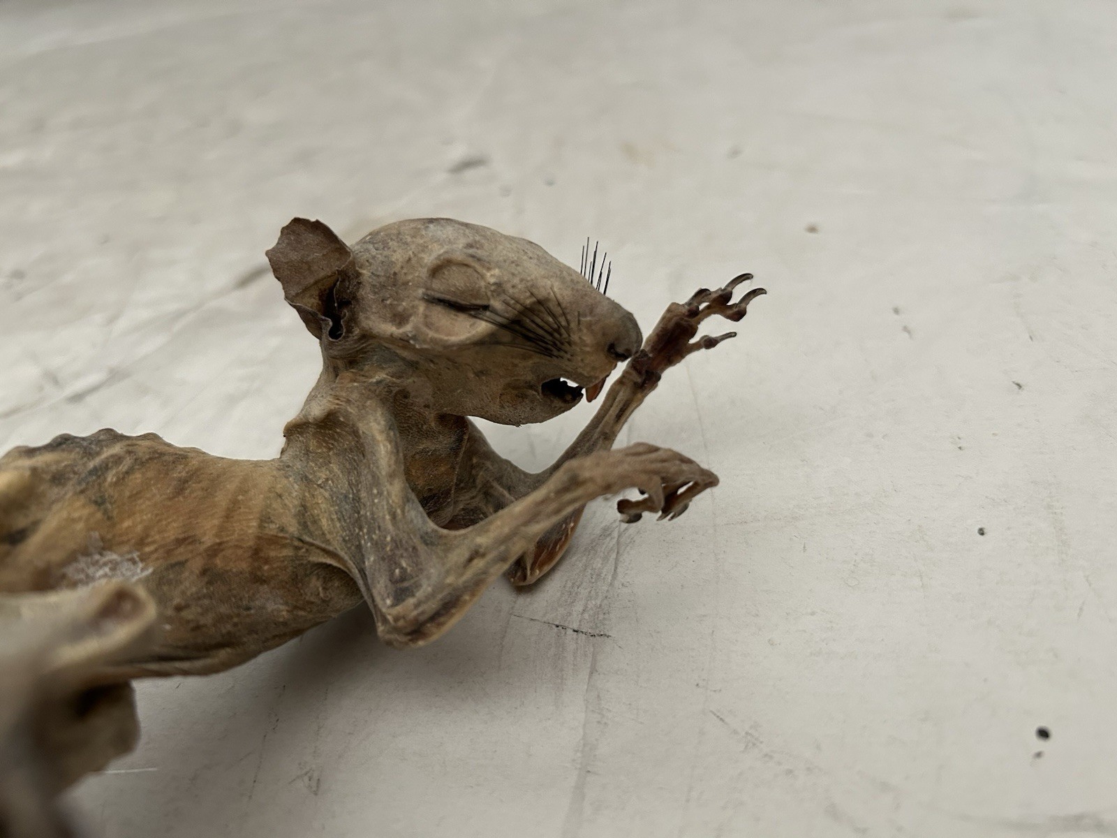 Mummified Baby Squirrel Unusual Unique