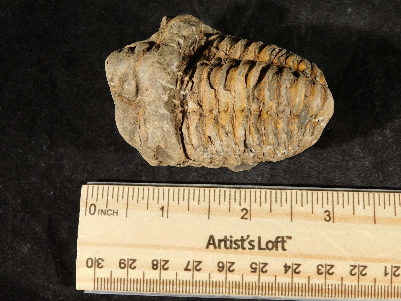 Big! 460 MILLION Year Old! Flexicalymene TRILOBITE Fossil Morocco 106gr