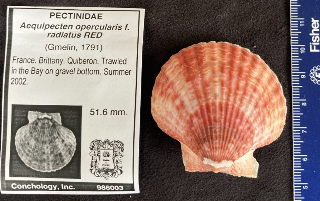PECTINIDAE Aequipecten opercularis f. radiatus RED 51.6mm Quiberon France 2002