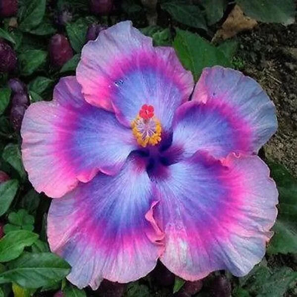30pcs Multicolor Hibiscus Seeds - Rare Non-GMO Heirloom Variety for Your Garden