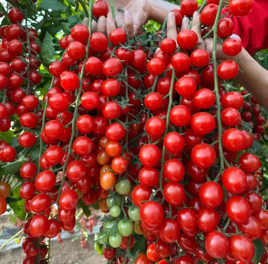 🍅 150+ WATERFALL CHERRY TOMATO SEEDS | ULTRA SWEET • RARE • NON-GMO | FREE SHIP