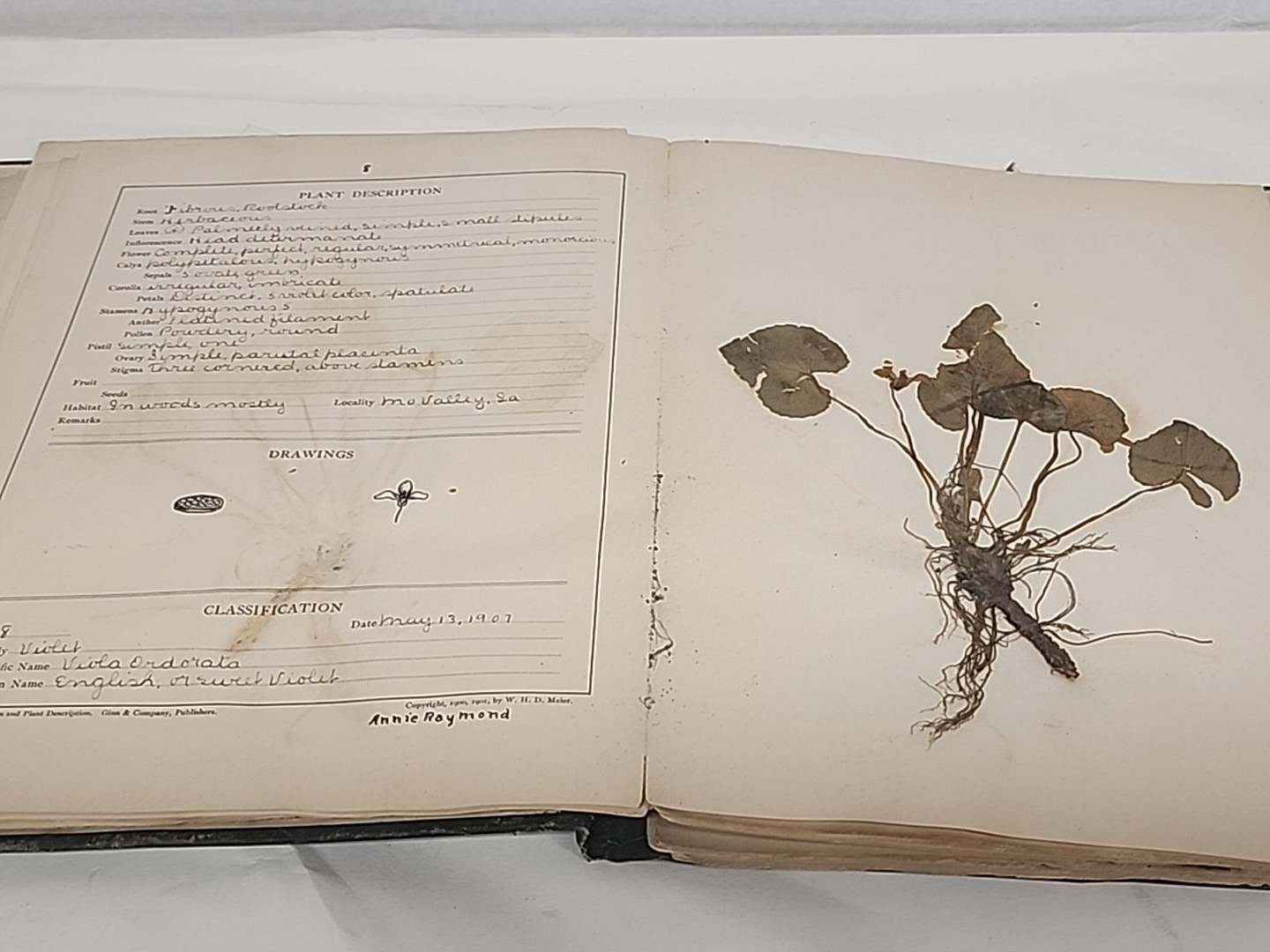 Antique HERBARIUM AND PLANT DESCRIPTIONS Meier Ginn And Company Complete 1907