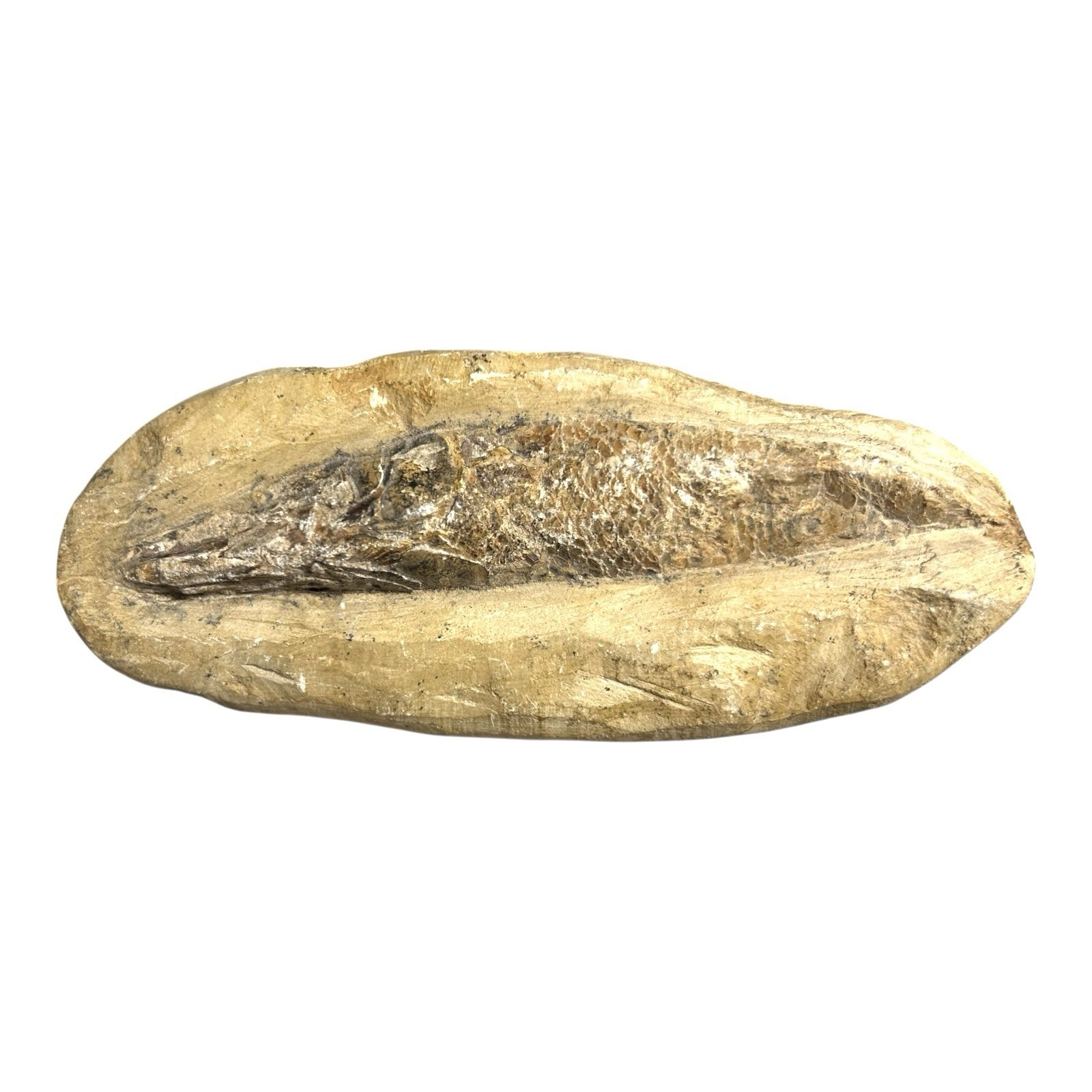 Prehistoric Lower Cretaceous Period Rhacolepis Fossil