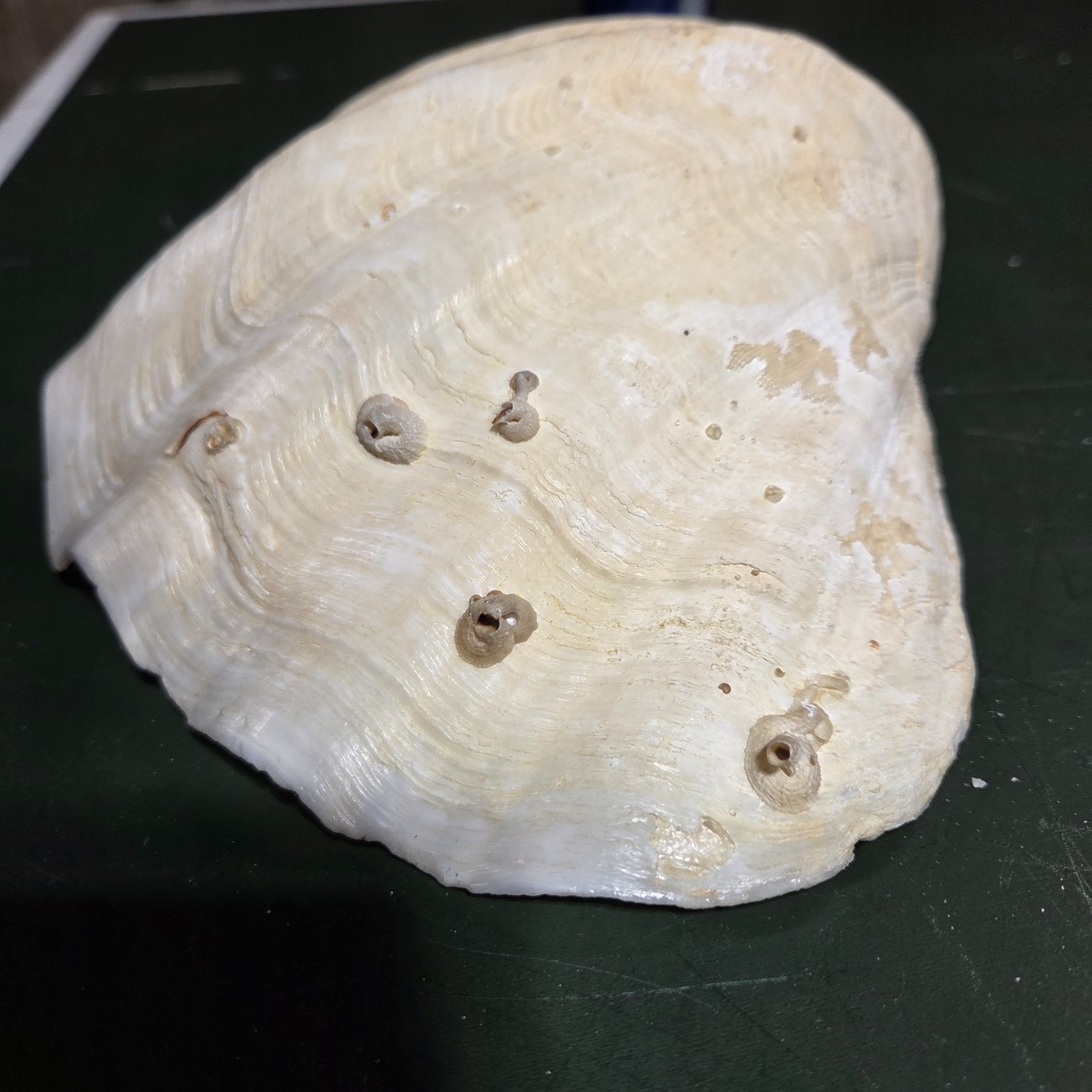 REAL 15½" Natural Giant Clam Shell Tridacna Gigas Sea *AND* 10" Giant Clamshell