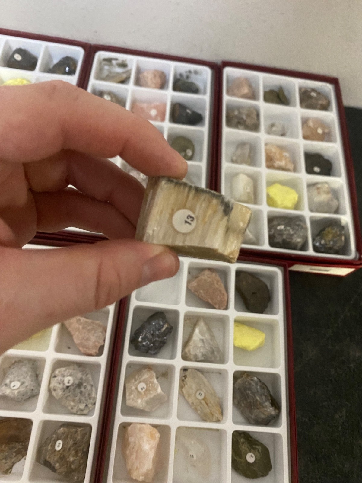 Scott Resources Fossil Rock Mineral Collection for Classroom Geology Educational