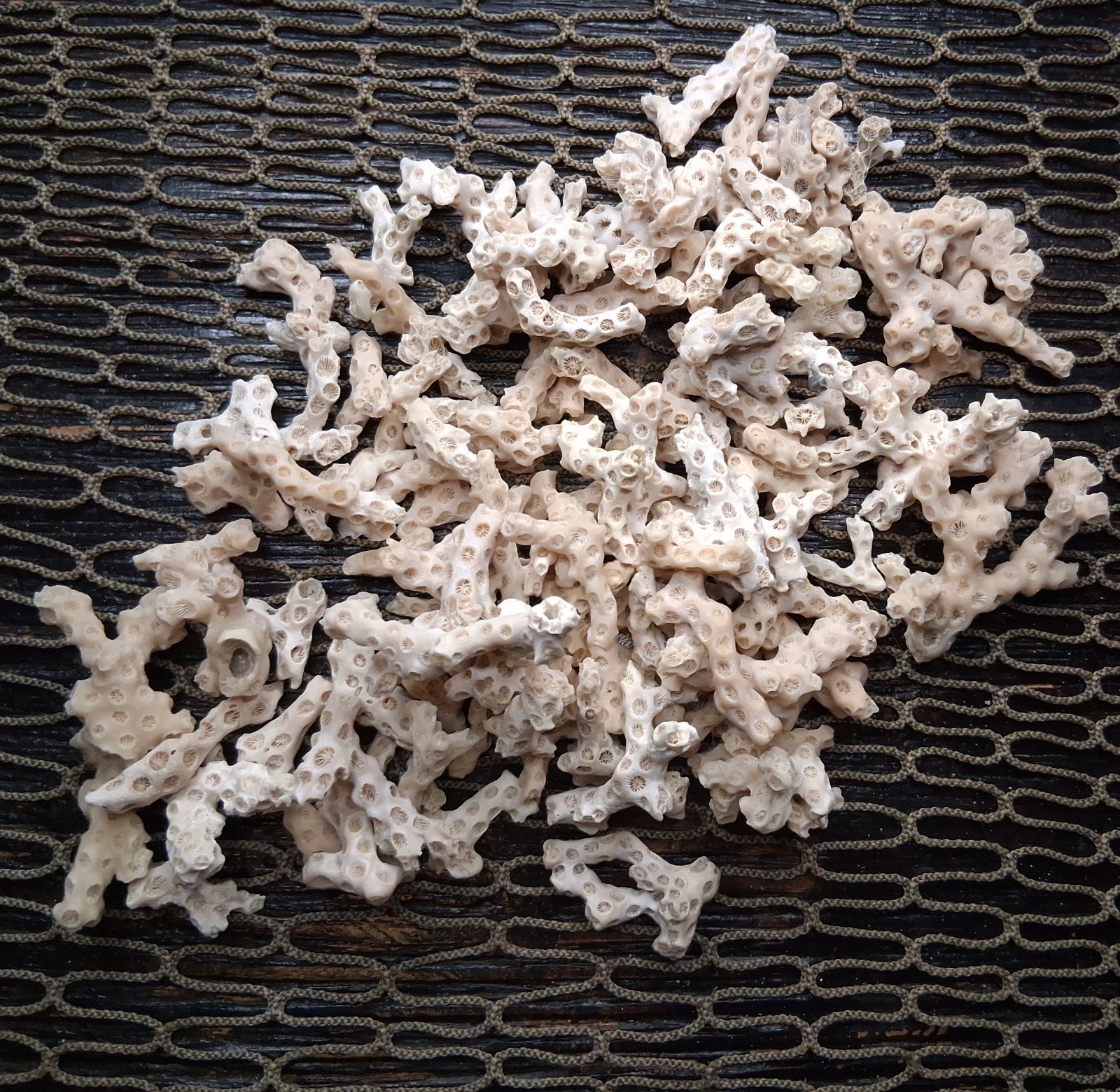 Bulk Lof Of Florida Shell Coral