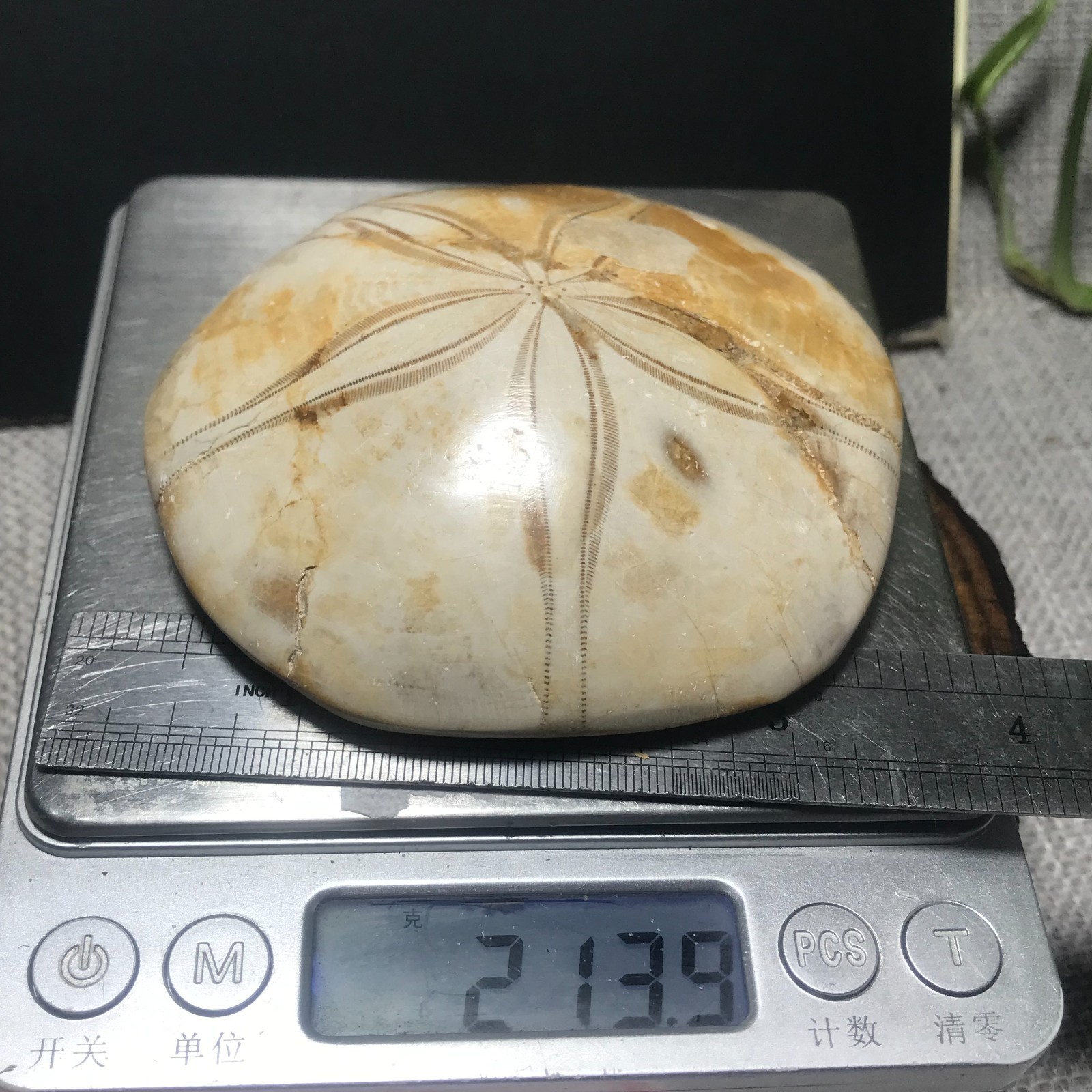 213g Starfish Crystal Specimen 09