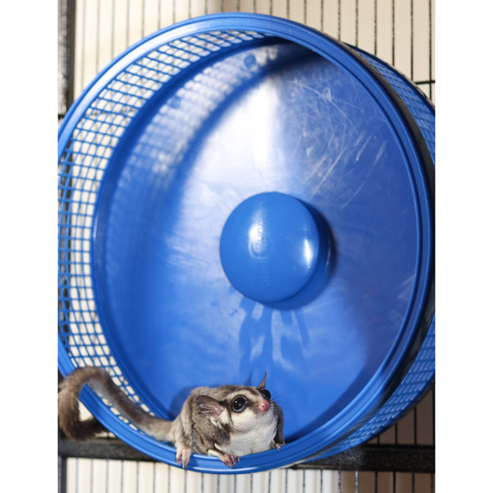 Silent Runner Pro Blue - Durable Pet Exercise Wheel with Cage Attachment