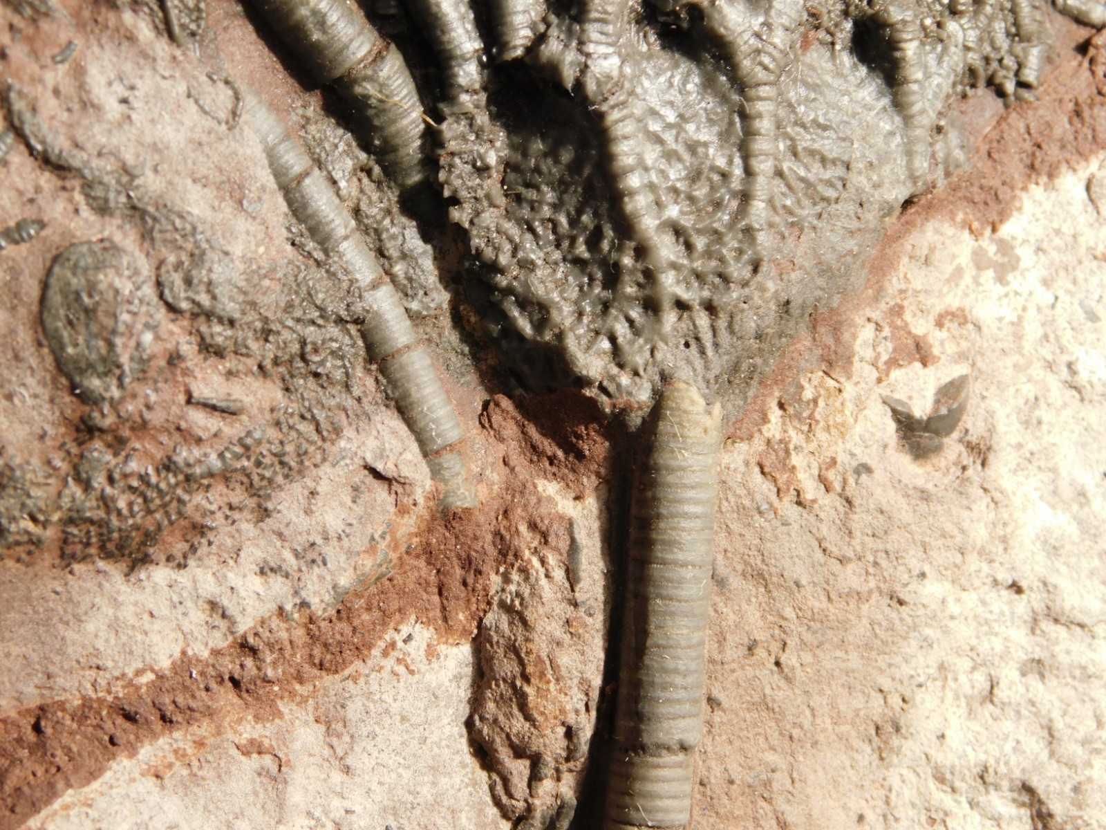 Larger! 430 Million Year Old! CRINOID Fossil or Sea LILY Fossil Morocco 629gr