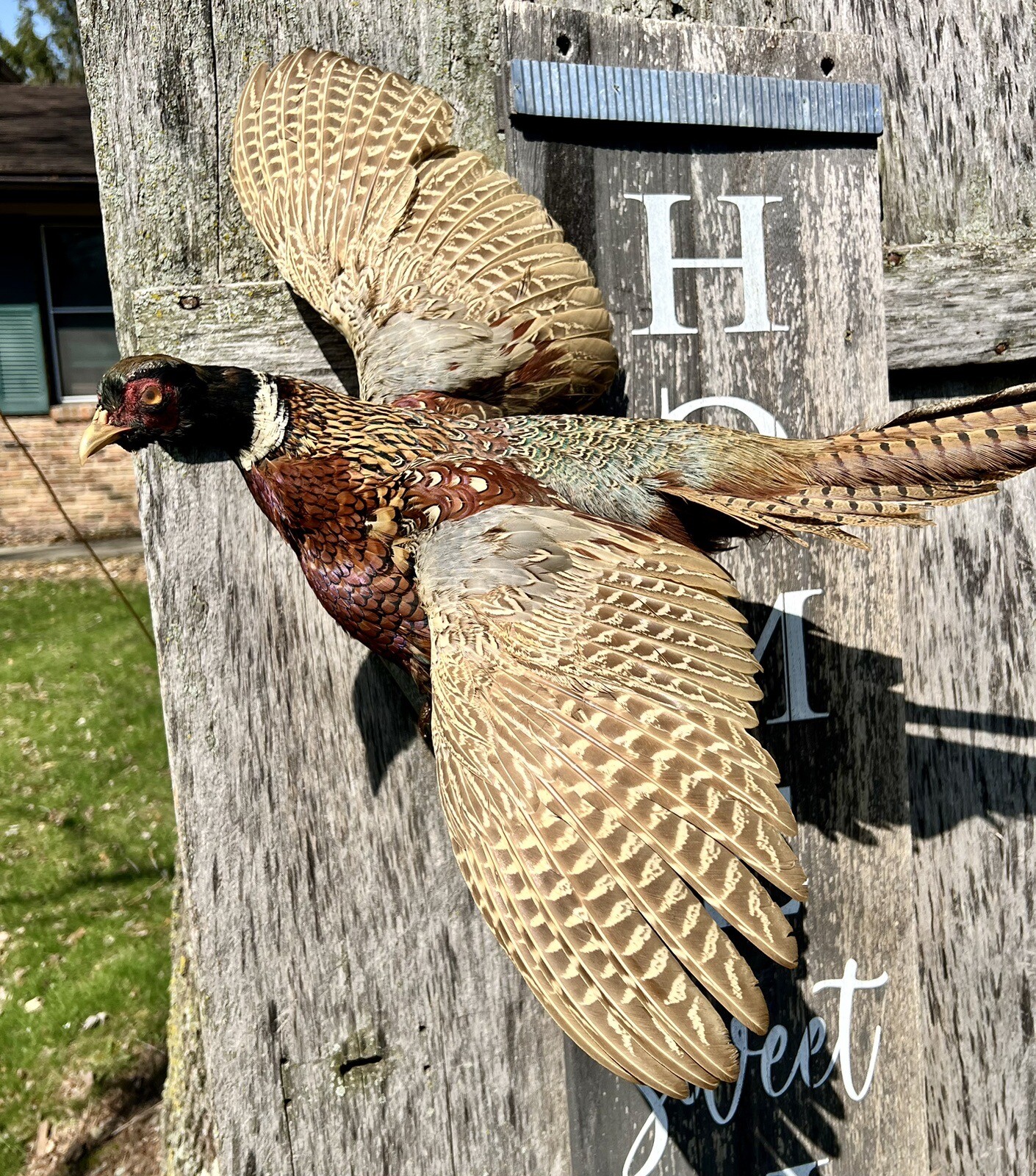 Vintage PAIR Real Ringneck Flying Pheasants Wall Mounts Taxidermy LOCAL PICKUP
