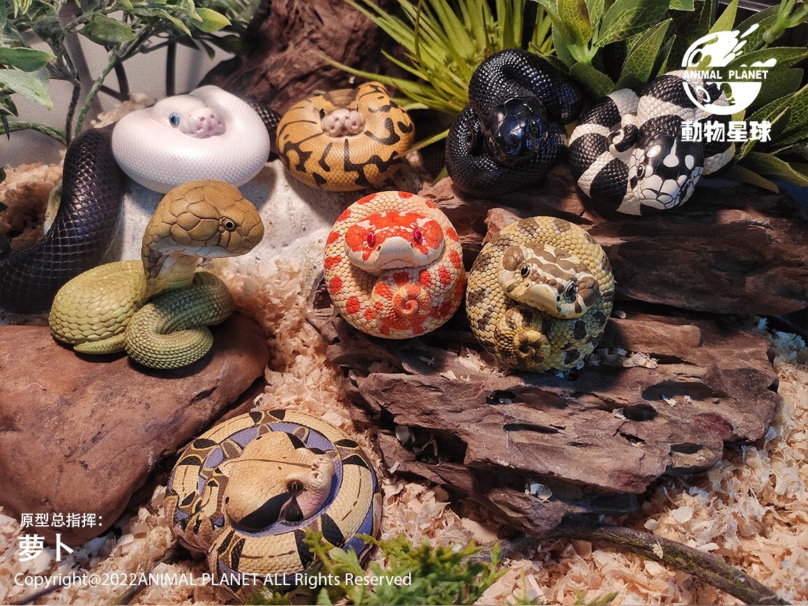 【In-Stock】 Animal Heavenly Body Gabonica Gaboon Viper Collectible Snake Statue