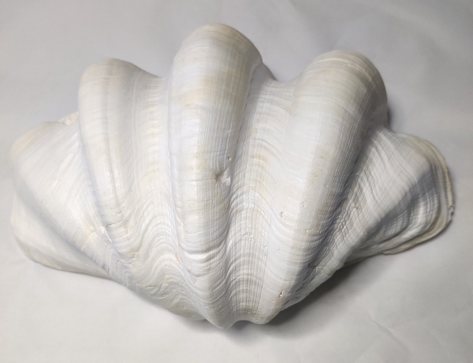 5 LB Large Tridacna Gigas Real Clam Sea Shell Natural Specimen 12”x 8”x 4”