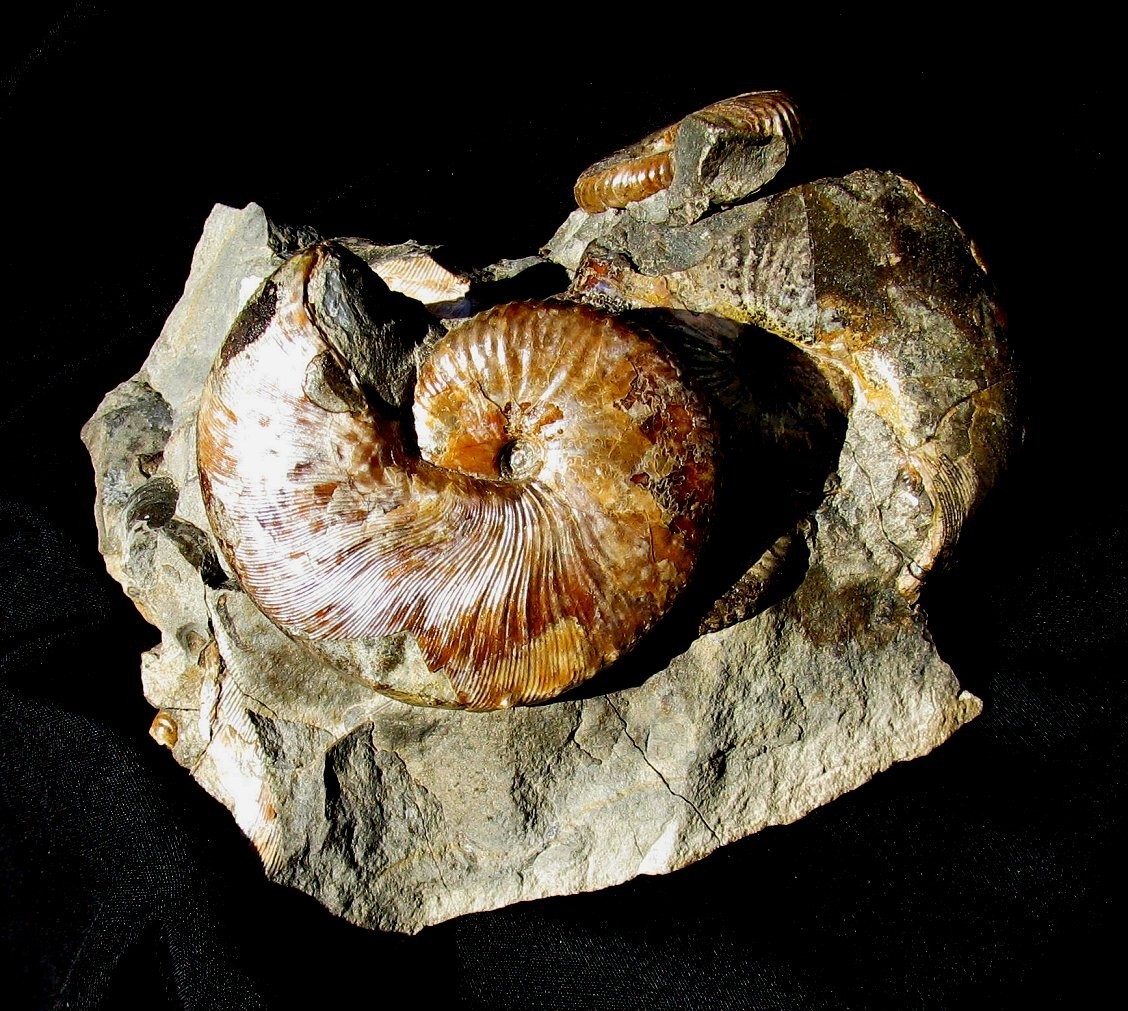 BEAUTIFUL MULTIPLE HOPLOSCAPHITES AMMONITE FOSSIL FROM USA - FABULOUS DISPLAY!
