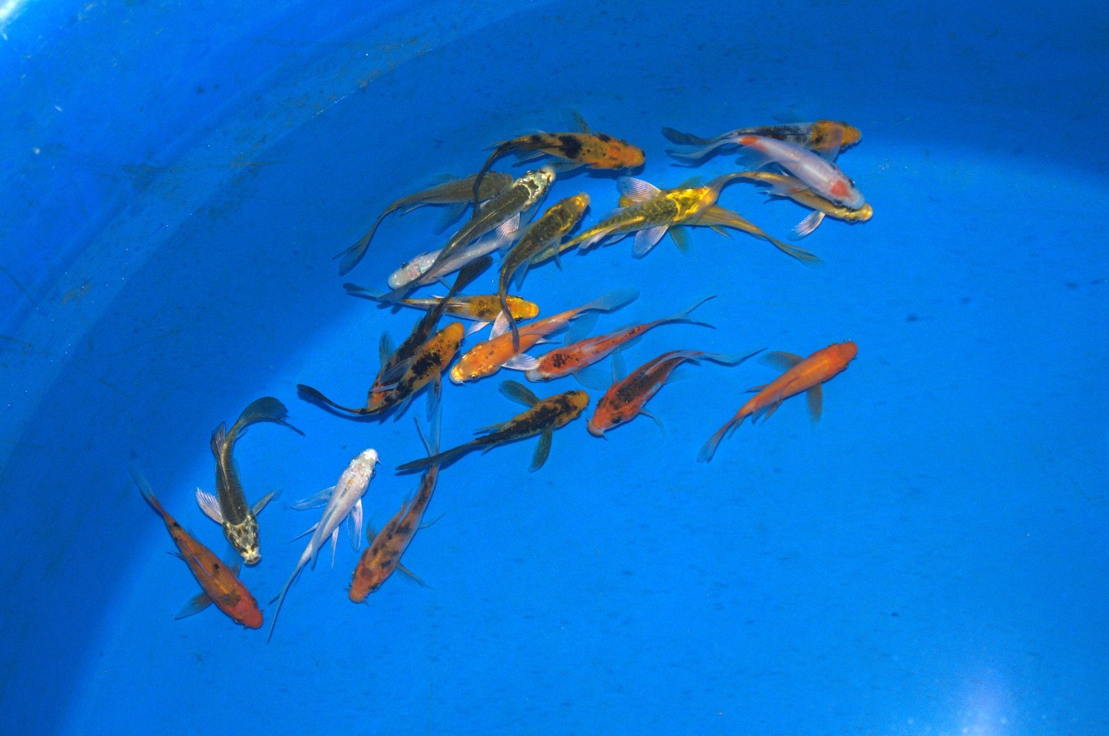 20 x 2-3" Butterfly Koi Carp A* High quality Direct from the farm!