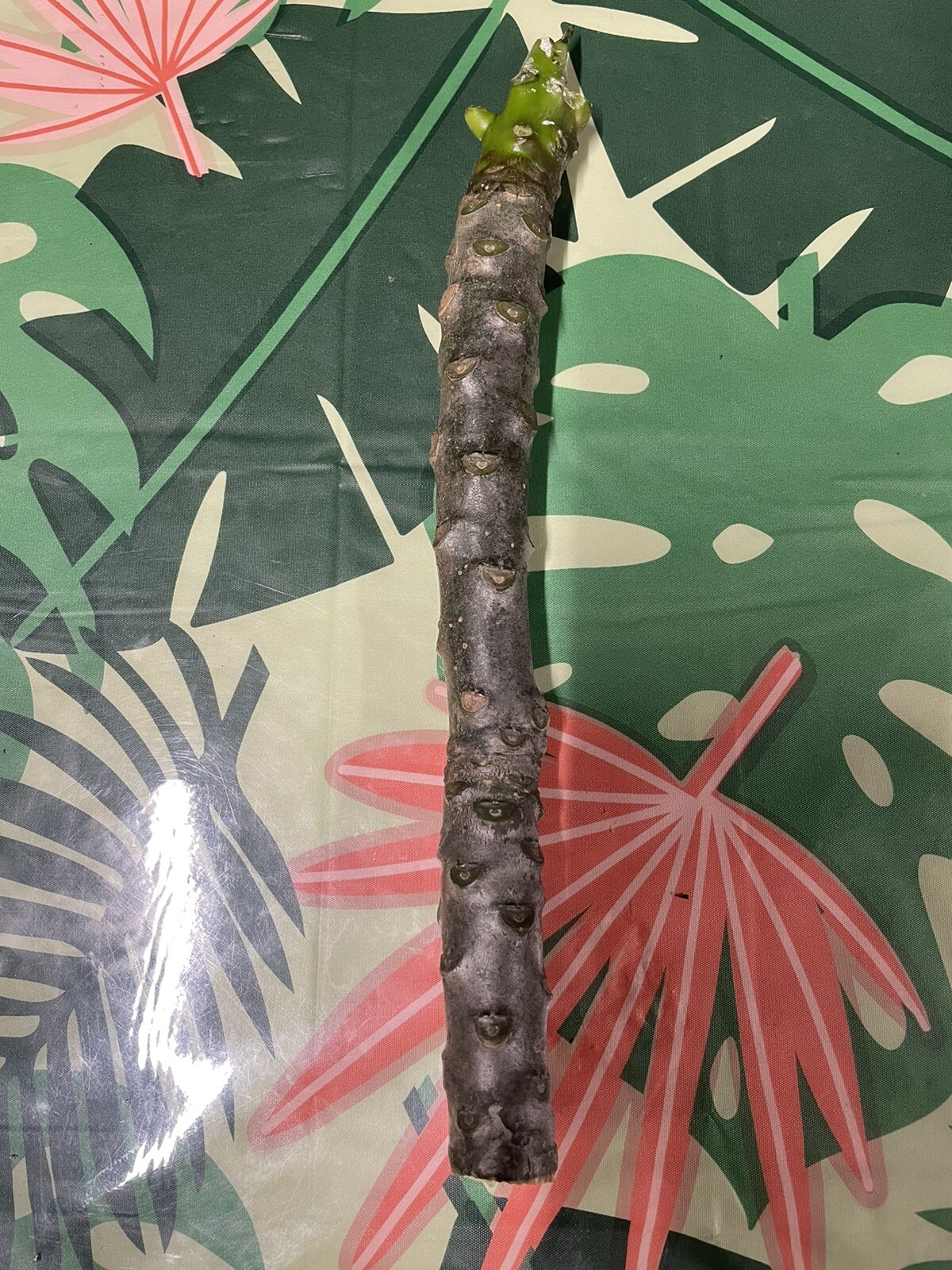 Pink Plumeria Cutting Single Head 10inch Fresh Starter x1