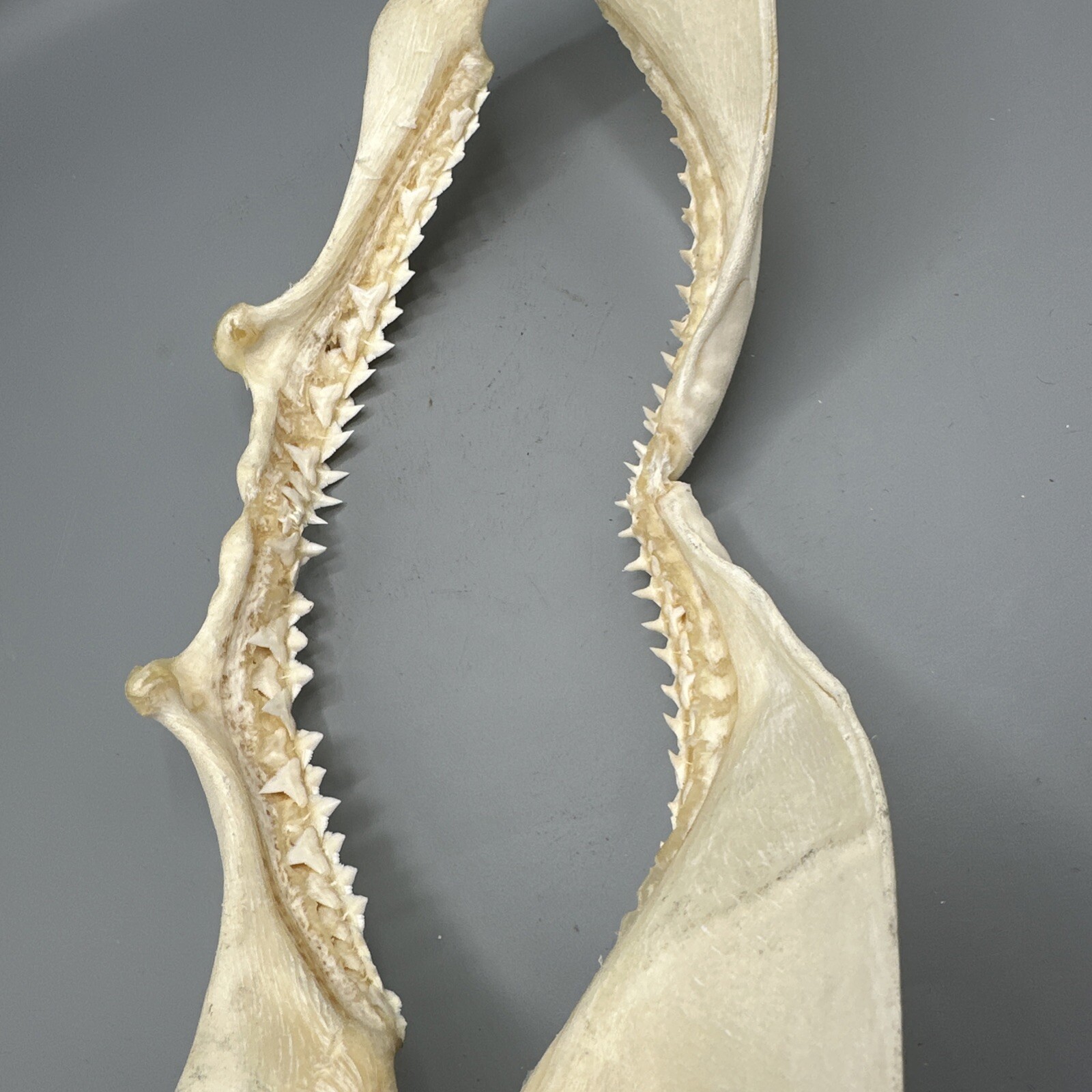 Large Shark Jaw Fossil 🦈