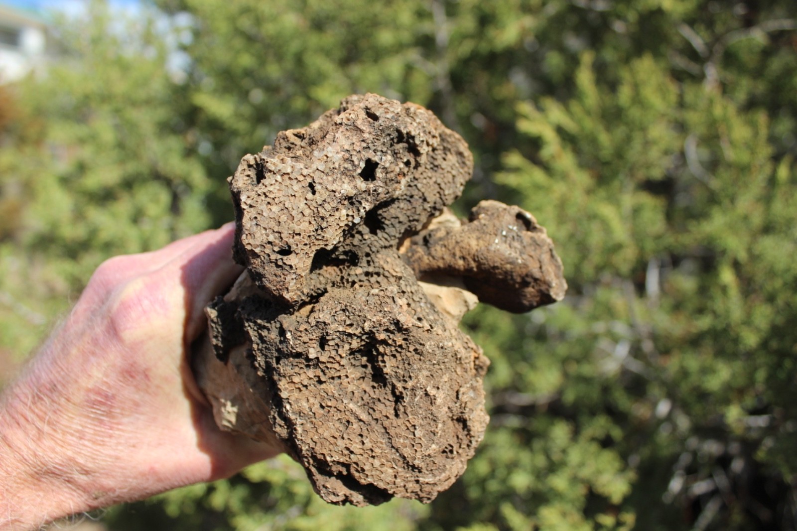 Fossil Beautiful HONEY COMB CORAL Favosites spp. Rare Locality ~ 400 Million