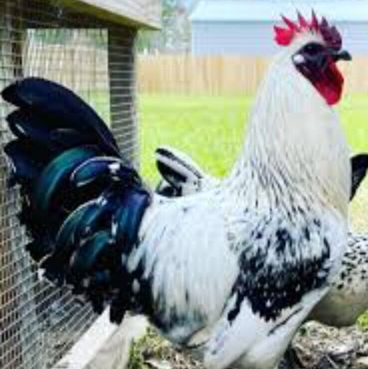 6 NPIP/AI Clean RARE! MOSAIC Chicken Hatching Eggs SHOW QUALITY GRADE A+++