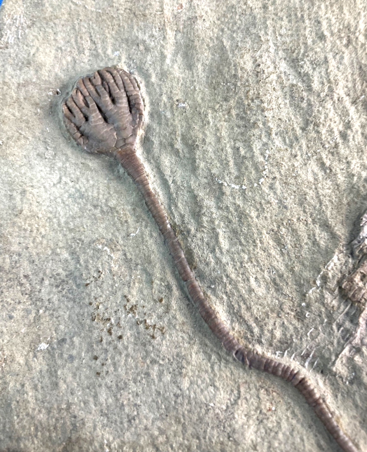 Fossil Taxocrinus Ungula Edwardsville Formation Mississippian Indiana