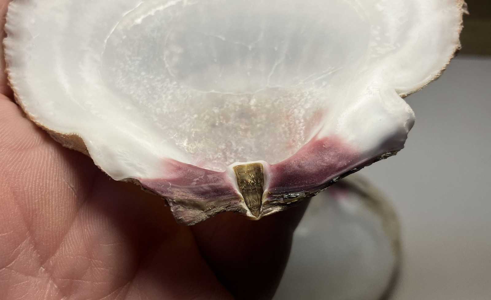 Crassedoma giganteum. Rock Scallop. Collected in SE Alaska. Attached to bivalve.