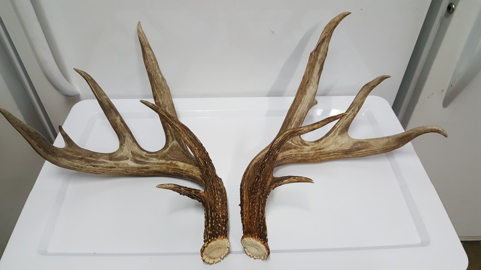 WILD 170" Dark WHITETAIL DEER ANTLER SHED antlers mule mount elk moose