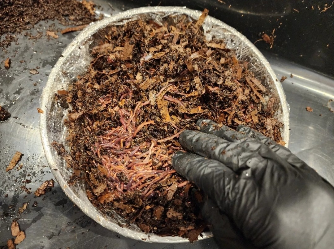 1 Lbs PURE RED WIGGLER Compost Worm /FREE SHPG/Weather Determines SHPG