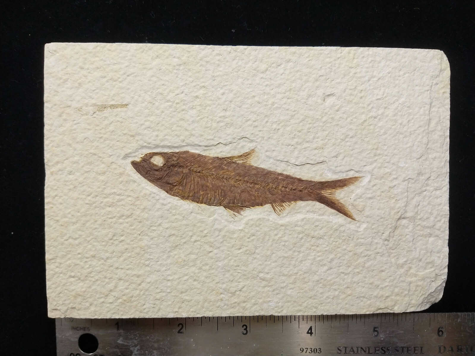 A Grade Knightia eocaena Fossil Fish Green River Formation Wyoming