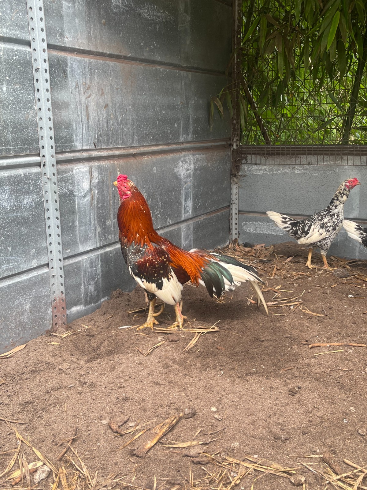 12 ASSORTED WAHL ASIL EGGS