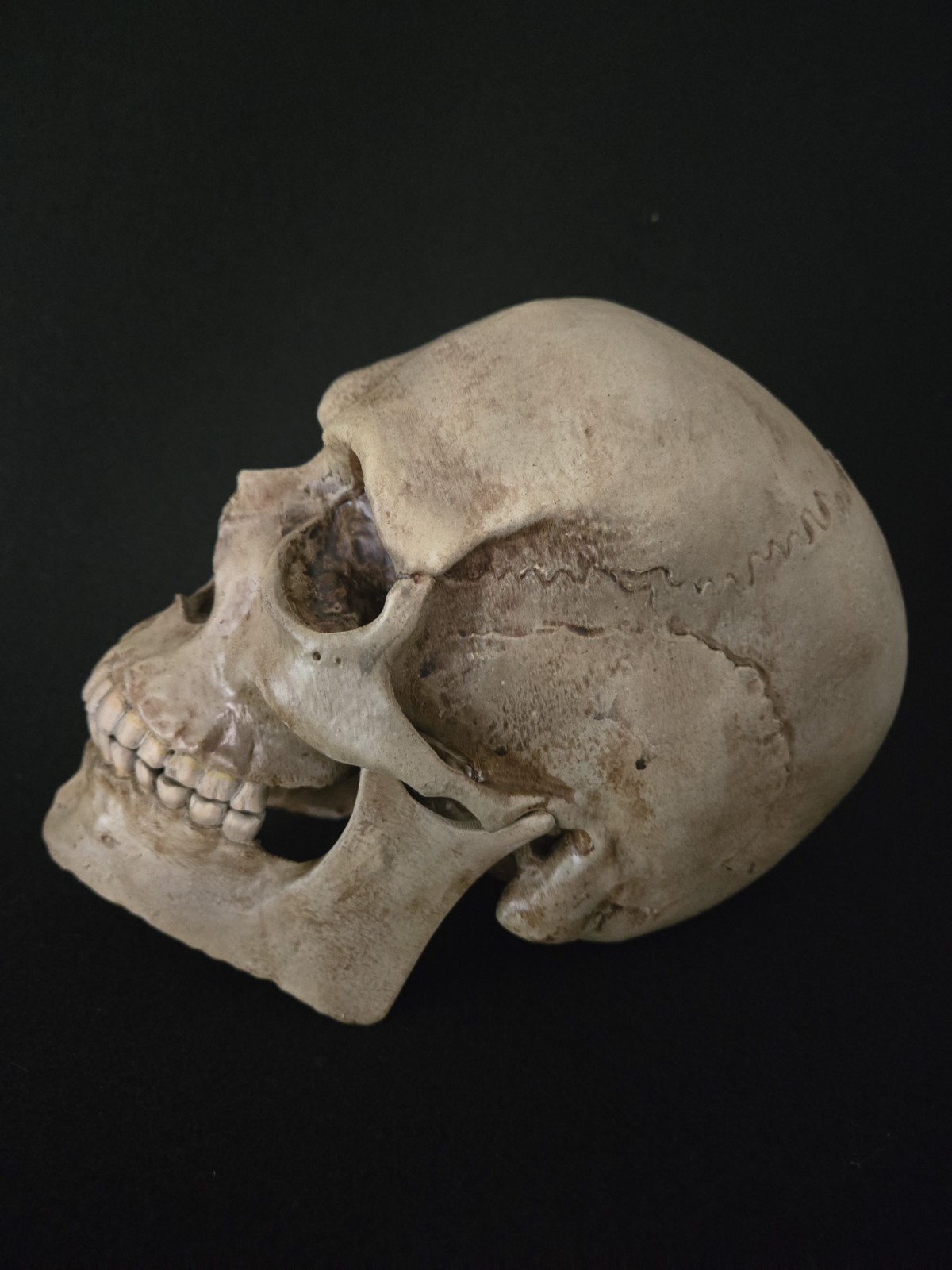 Skull Human With Jaw "Large Life Size" Realistic Replica