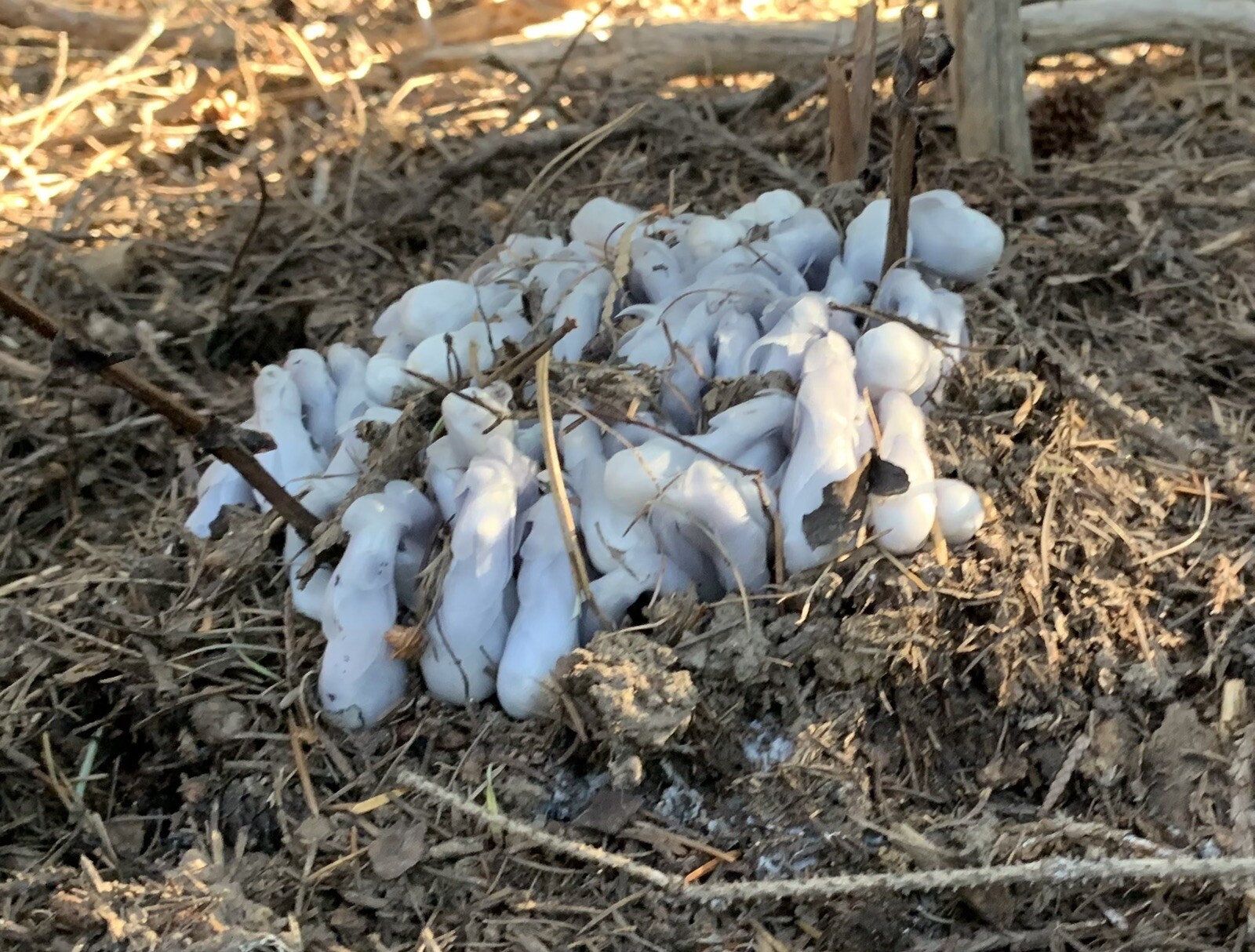 Indian Pipe Ghost Plant Tincture with Flower In Bottle 15 ml Drops monotropa 